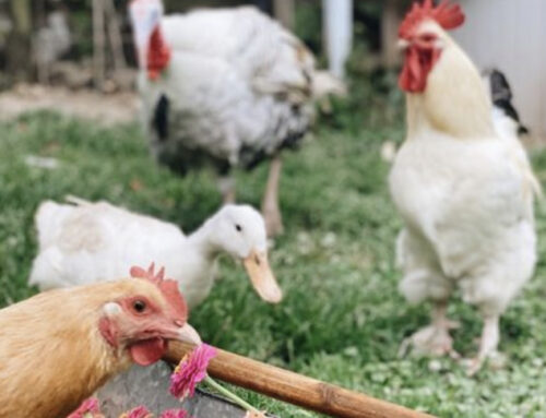 Planning Your Spring Garden